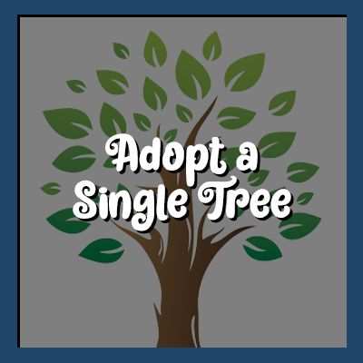 Adopt a Single Tree